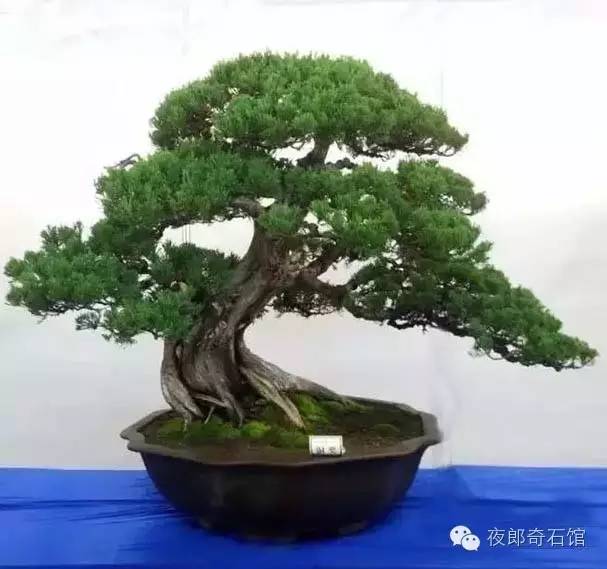 假活树桩的救治,下山桩的朋友注意啦!