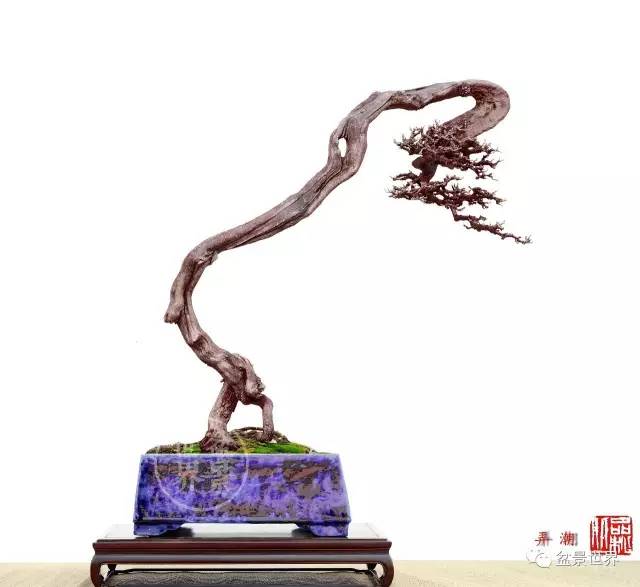 我也玩杂树盆景的3个心得