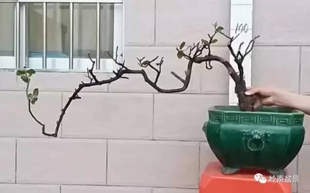 请厚爱你的野生树桩盆景