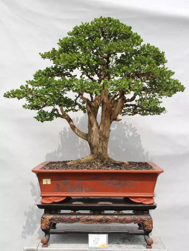 为什么全国疯抢云南黄杨盆景?