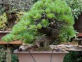 松树盆景乃天子之树~~
