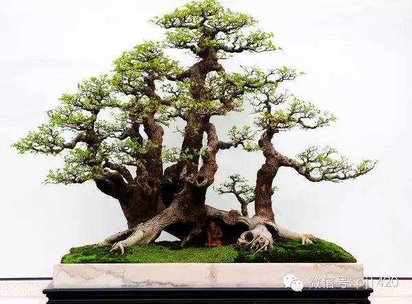 对节白蜡盆景的初期造型与养护