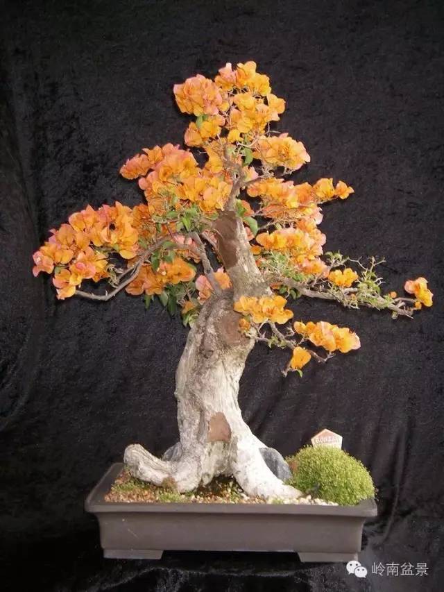 浅谈盆景死亡原因对对策