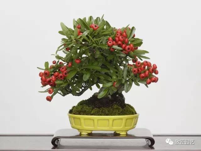 松柏盆景病桩烂桩,脱水桩如何抢救养护?