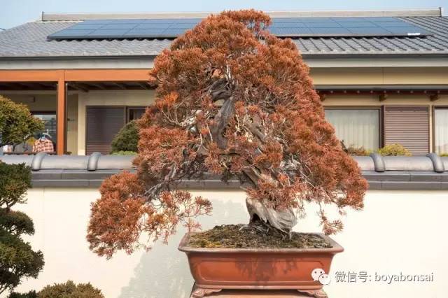 冬天,你心爱的柏树盆景变这样了吗?