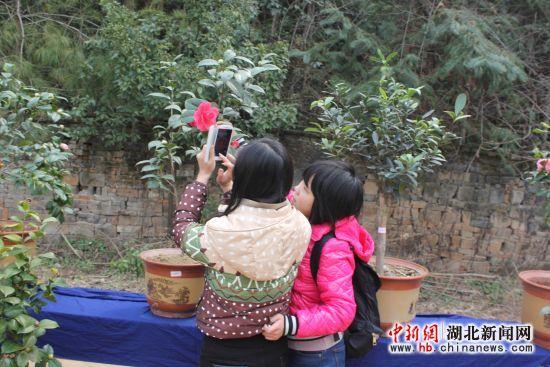 麻城市第二届茶花盆景展盛大开幕(组图)