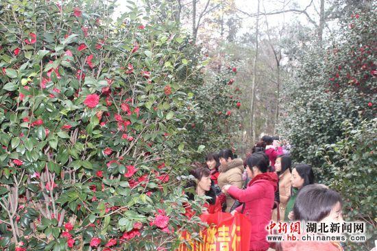 麻城市第二届茶花盆景展盛大开幕(组图)