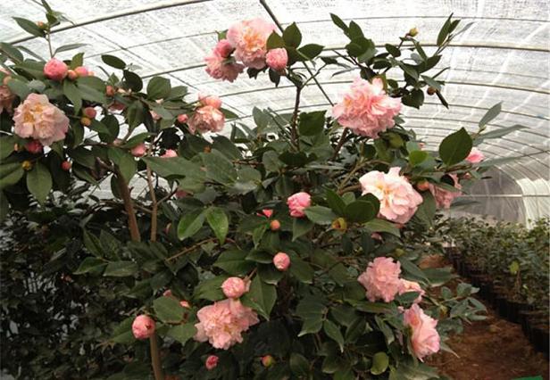 湖北五脑山首届茶花盆景展圆满落幕 6万人次参展