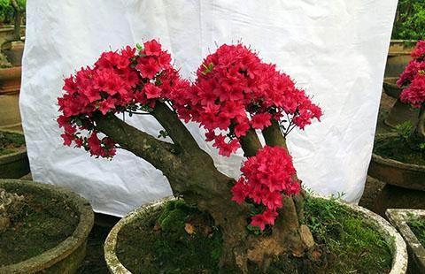 三峡盆景园免费对外开放:国内最大古桩茶花基地