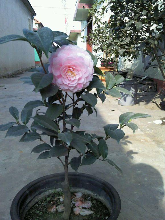 云南花企变废为宝培植茶花盆景