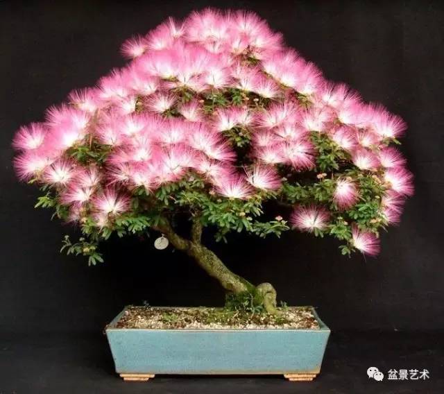 【盆景艺术】树木盆景的夏季管理技术