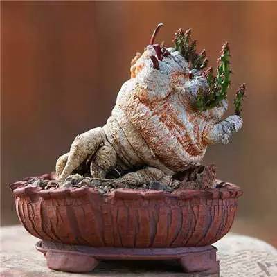 盆景顶尖玩家 是这样玩的