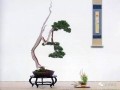 盆景艺术应与自然和谐共存