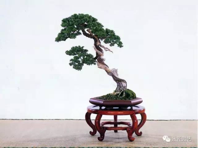 盆景艺术应与自然和谐共存