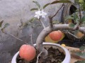 北京平谷果农培育出花果同株盆栽苹果