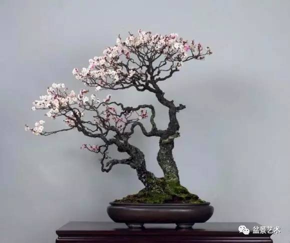 浅议盆景艺术与绘画艺术的关系