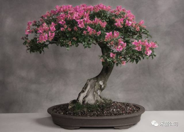 花卉 | 盆景也需要爱护和照顾