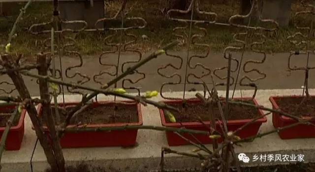 【独家】瞧，这个植物造型盆景有创意！