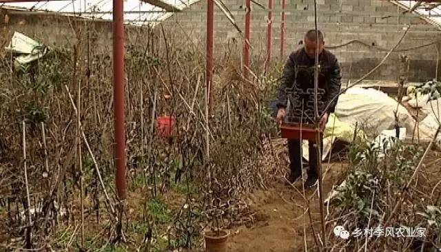 独家瞧 这个植物造型盆景有创意