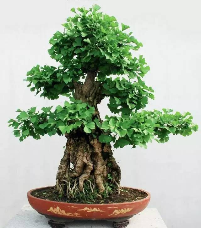 长江中下游地区养护杂木盆景12要诀