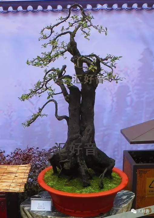 金弹子盆景能在室内栽吗?汇好音遇到过不少盆友问这个问题
