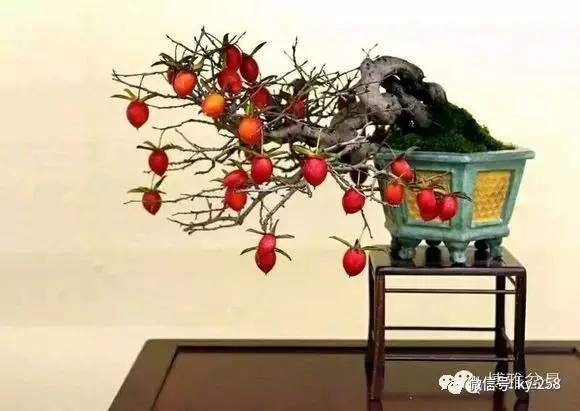 老鸦柿盆景的素材如何去选择?