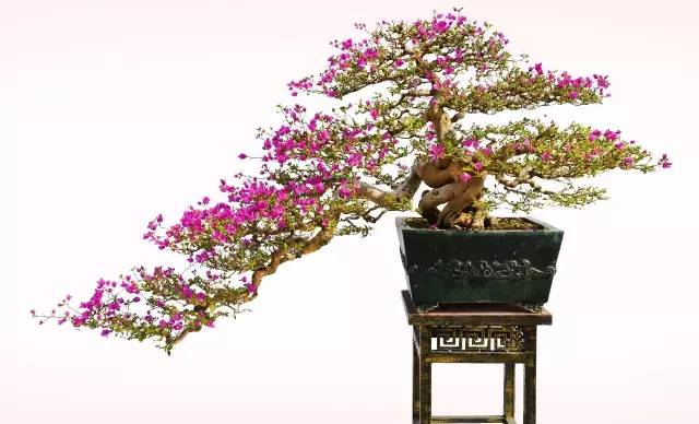 博艺园｜形色兼备的三角梅盆景