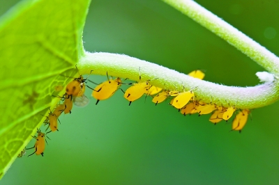 冬季怎么防治阳台盆栽害虫的方法