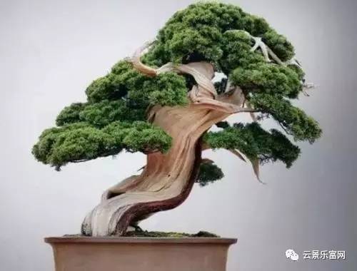 七类园林盆景的介绍