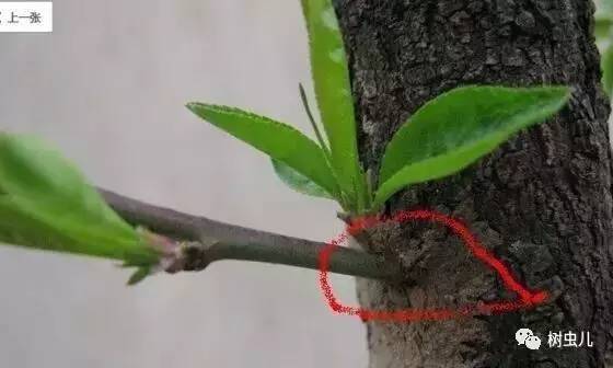 盆景补枝、补根实用方法