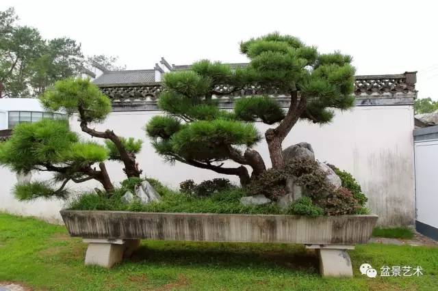 中国盆景艺术鉴赏的特点