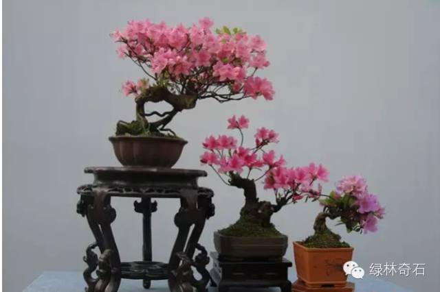 小品映山红树桩盆景的形成