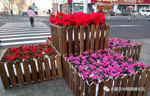 【拍客】谁干的？中山西路盆景不到24小时惨遭损坏.......