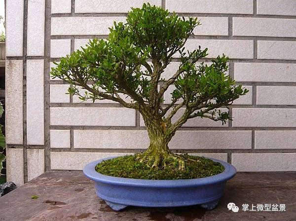 雀舌黄杨盆景扦插后怎么栽培制作的方法