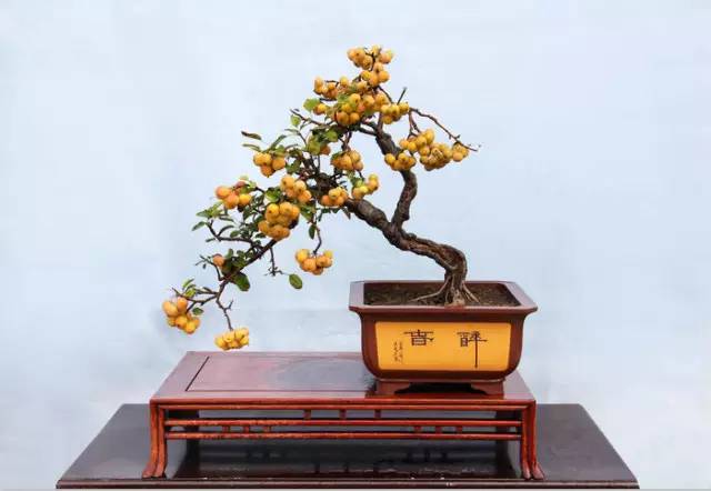 真长姿势，原来盆景也能参加文创大赛噢~