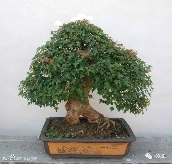 我家阳台盆景阁又添新秀——三角枫