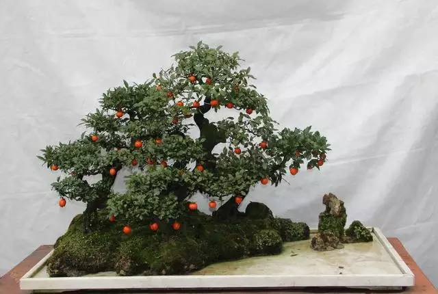 整理使盆景主干凸显苍老