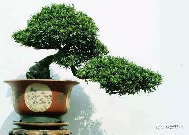 对雀舌罗汉松盆景枝片谋篇布局的思考