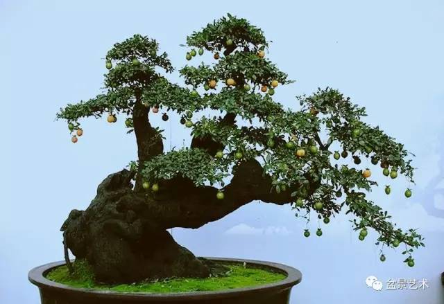 盆景鉴赏,作为一种审美活动,获得审美享受