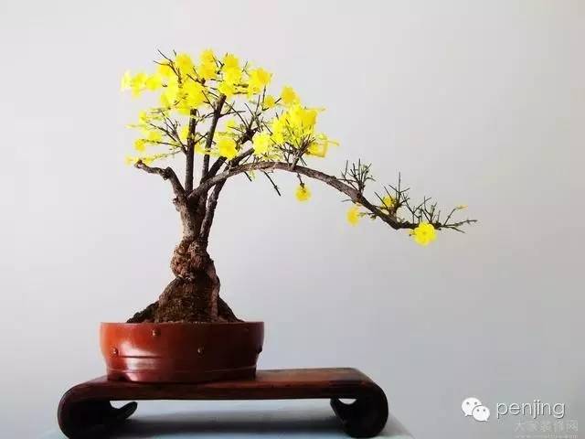 盆景造型基本原则，初学者必看！