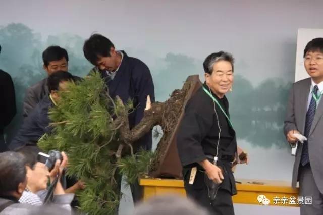 黑松盆景怎么破杆拿弯的技术