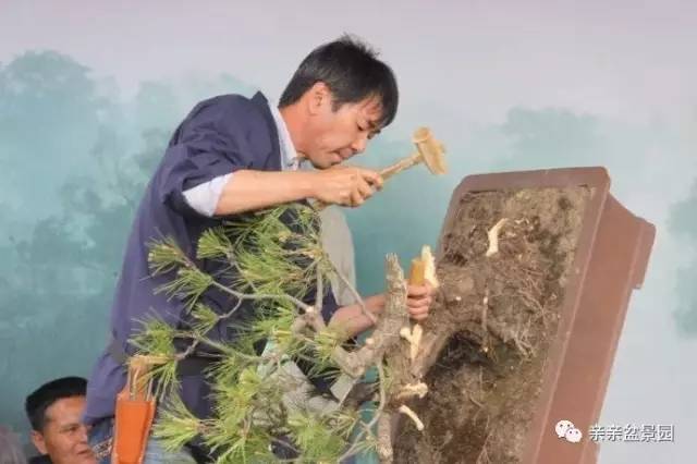 黑松盆景怎么破杆拿弯的技术