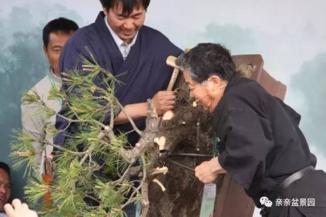 黑松盆景怎么破杆拿弯的技术