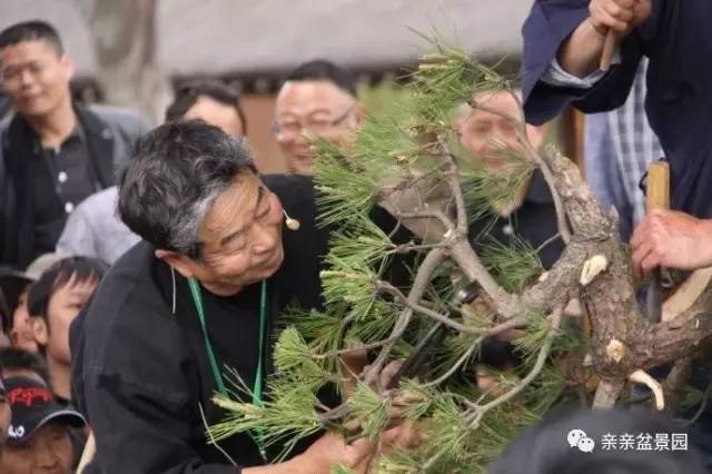 黑松盆景怎么破杆拿弯的技术