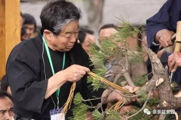 黑松盆景怎么破杆拿弯的技术