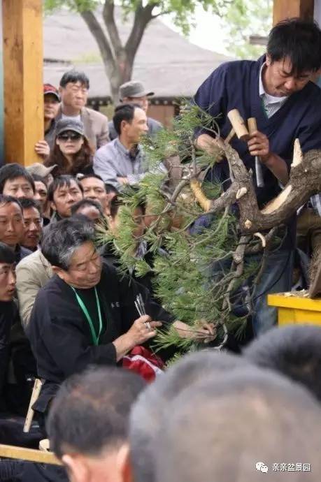 黑松盆景怎么破杆拿弯的技术