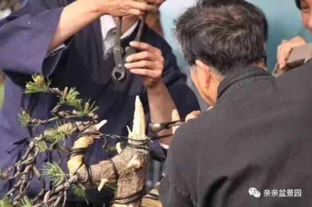 黑松盆景怎么破杆拿弯的技术