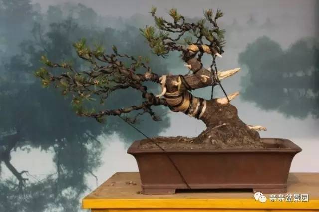 黑松盆景怎么破杆拿弯的技术
