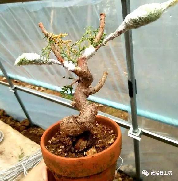 盆景快速成型技术—嫁接技术