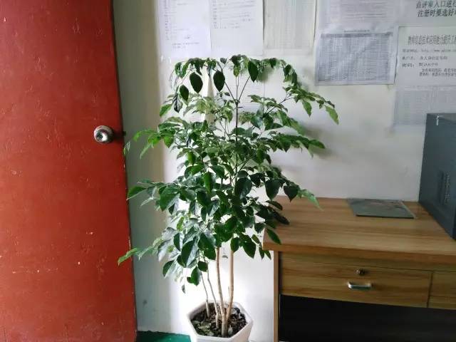 人们把盆景誉为&ldquo;立体的画&rdquo;和&ldquo;无声的诗&rdquo;。